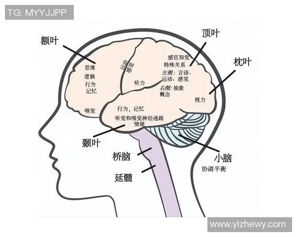 探索弗格的魅力：揭示其在现代文化中的影响与意义